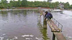 Combination Squares, Farmed Shrimp, Ball Valves and String Trimmers