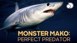 Monster Mako: Perfect Predator