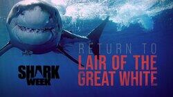 Return to Lair of the Great White