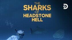 The Sharks of Headstone Hell