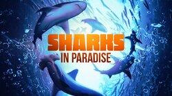 Sharks in Paradise