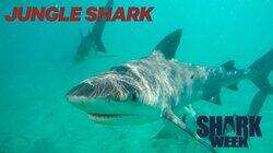 Jungle Shark