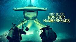 Rise of the Monster Hammerheads