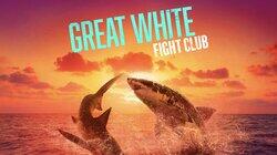 Great White Fight Club