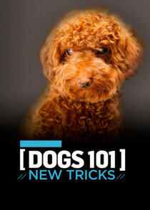 Dogs 101: New Tricks