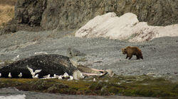 Grizzly Battleground