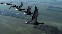 Bigfoot Photobombs Eagle's Nest, Mexican Blackbirds Dive to Their Death, and Human Faced Fish