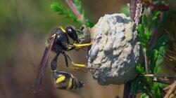 Potter Wasp