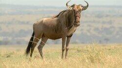 Wildebeest