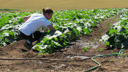 Pumpkins in Jeopardy