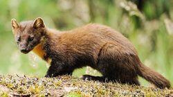 Pine Martens