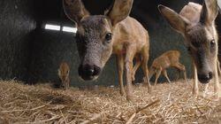 Roe Deer