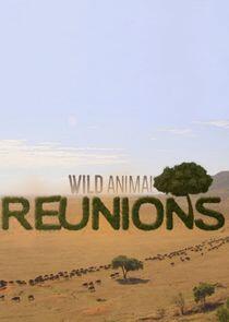 Wild Animal Reunions