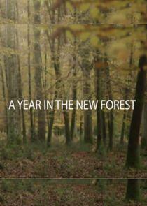 A Year in the New Forest