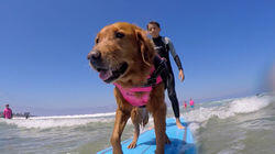 Surf's Pup!