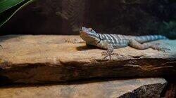 Jurassic Blue-Tongue Skink