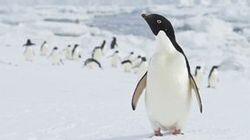 Wild Southern Ocean