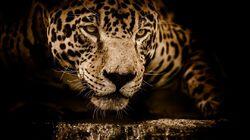 The Secret Lives of Jaguars