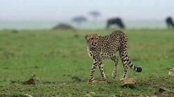 The Secret Lives of Cheetahs