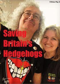 Saving Britain's Hedgehogs