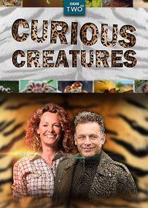 Curious Creatures