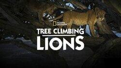 Tree Climbing Lions