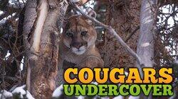 Cougars Undercover