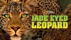 Jade Eyed Leopard