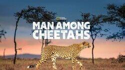 Man Among Cheetahs