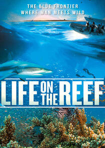 Life on the Reef