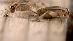 Cricket Cookies