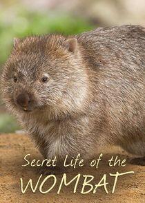 Secret Life of the Wombat