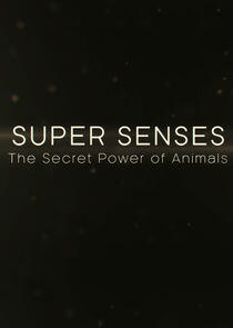 Super Senses: The Secret Power of Animals