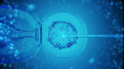 IVF