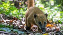 Thiago the Coati Kitten