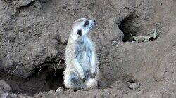 Dining with Meerkats