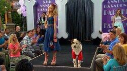 Dog on a Catwalk