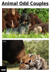 Animal Odd Couples